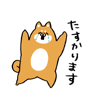 むちぷり柴さん3（個別スタンプ：16）