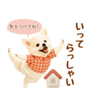飛び出す癒しポメのラフな敬語（個別スタンプ：14）