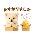 飛び出す癒しポメのラフな敬語（個別スタンプ：23）