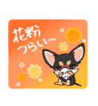 いやしの日常 チワワ (ブラックタン) 編4（個別スタンプ：34）