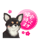 いやしの日常 チワワ (ブラックタン) 編4（個別スタンプ：40）