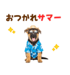 でか文字！夏のシェパードの子犬（個別スタンプ：4）