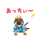 でか文字！夏のシェパードの子犬（個別スタンプ：10）
