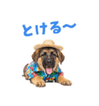 でか文字！夏のシェパードの子犬（個別スタンプ：11）