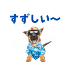 でか文字！夏のシェパードの子犬（個別スタンプ：12）