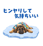 でか文字！夏のシェパードの子犬（個別スタンプ：13）