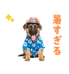 でか文字！夏のシェパードの子犬（個別スタンプ：14）