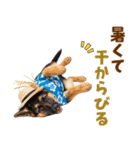 でか文字！夏のシェパードの子犬（個別スタンプ：16）