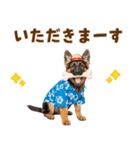でか文字！夏のシェパードの子犬（個別スタンプ：22）
