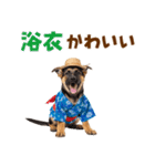 でか文字！夏のシェパードの子犬（個別スタンプ：31）