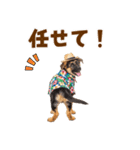 でか文字！夏のシェパードの子犬（個別スタンプ：34）