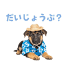 でか文字！夏のシェパードの子犬（個別スタンプ：36）