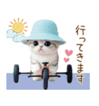 スコティッシュ猫 麦わら帽 会話 お返事（個別スタンプ：24）