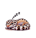 無言で伝えるヒョウモントカゲモドキレオパ（個別スタンプ：19）