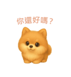 ポメラニアンスタンプ【繁體字】（個別スタンプ：1）