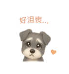 ミニチュアシュナウザー【繁體字】（個別スタンプ：7）
