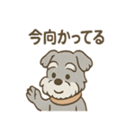 つぶやきシュナのぼやき日和スタンプ（個別スタンプ：30）