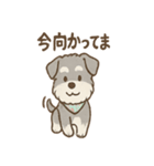 ありがとうが言える ねぎらいシュナの癒し（個別スタンプ：29）