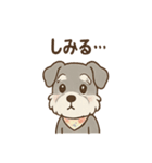 ありがとうが言える ねぎらいシュナの癒し（個別スタンプ：37）