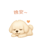 マルチーズ【繁體字】（個別スタンプ：4）