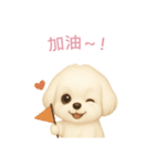 マルチーズ【繁體字】（個別スタンプ：5）