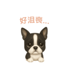 ボストンテリア【繁體字】（個別スタンプ：7）