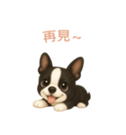 ボストンテリア【繁體字】（個別スタンプ：16）