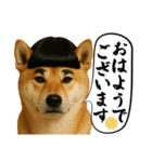 ほぼ敬語ですの柴犬1（個別スタンプ：1）