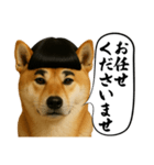 ほぼ敬語ですの柴犬1（個別スタンプ：2）