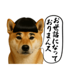 ほぼ敬語ですの柴犬1（個別スタンプ：3）