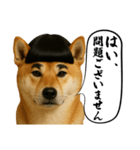 ほぼ敬語ですの柴犬1（個別スタンプ：4）