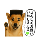 ほぼ敬語ですの柴犬1（個別スタンプ：5）