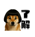 ほぼ敬語ですの柴犬1（個別スタンプ：7）
