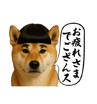 ほぼ敬語ですの柴犬1（個別スタンプ：8）