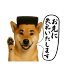 ほぼ敬語ですの柴犬1（個別スタンプ：9）
