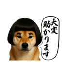 ほぼ敬語ですの柴犬1（個別スタンプ：10）