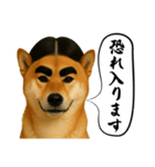 ほぼ敬語ですの柴犬1（個別スタンプ：11）