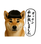 ほぼ敬語ですの柴犬1（個別スタンプ：12）
