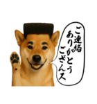 ほぼ敬語ですの柴犬1（個別スタンプ：14）