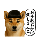 ほぼ敬語ですの柴犬1（個別スタンプ：15）