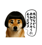 ほぼ敬語ですの柴犬1（個別スタンプ：16）