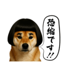 ほぼ敬語ですの柴犬1（個別スタンプ：17）