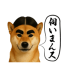 ほぼ敬語ですの柴犬1（個別スタンプ：19）