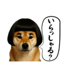 ほぼ敬語ですの柴犬1（個別スタンプ：20）