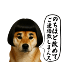 ほぼ敬語ですの柴犬1（個別スタンプ：22）