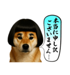 ほぼ敬語ですの柴犬1（個別スタンプ：24）