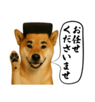 ほぼ敬語ですの柴犬1（個別スタンプ：27）