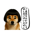 ほぼ敬語ですの柴犬1（個別スタンプ：28）