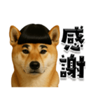 ほぼ敬語ですの柴犬1（個別スタンプ：29）