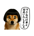 ほぼ敬語ですの柴犬1（個別スタンプ：31）